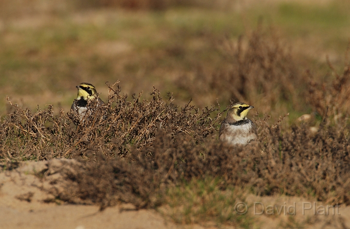 Shore lark pair - D.jpg - Shore lark pair - Norfolk